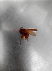 Vespa orientalis