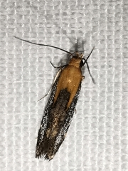 Stomopteryx basalis