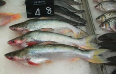 Pangas Catfish photo 1