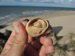 Coenobita variabilis