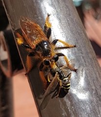 Pogonosoma maroccanum