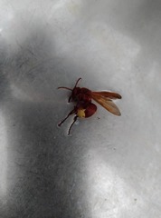 Vespa orientalis