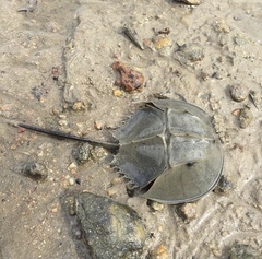 Carcinoscorpius rotundicauda