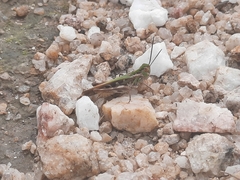 Gastrimargus marmoratus