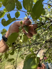Styracaceae