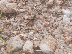 Gastrimargus marmoratus