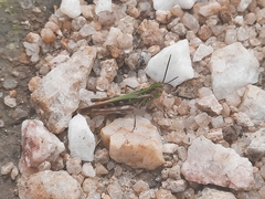 Gastrimargus marmoratus