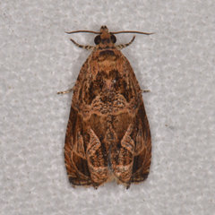 Olethreutes permundana