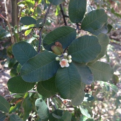 Cercocarpus fothergilloides