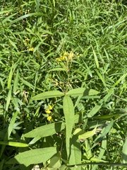 Lysimachia davurica