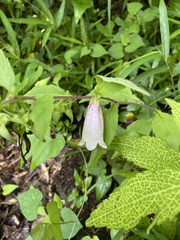 Campanula punctata punctata