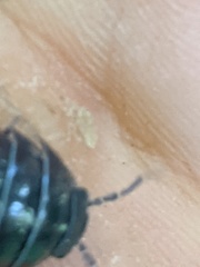 Armadillidium vulgare