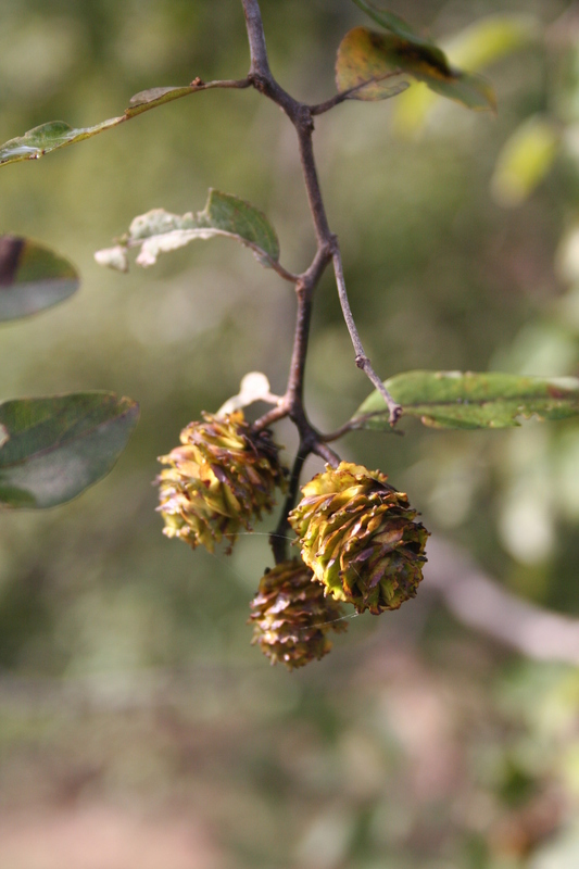 Terminalia leiocarpa