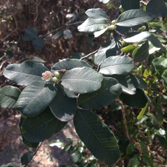 Cercocarpus fothergilloides