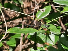 Onychargia atrocyana