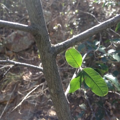 Cercocarpus fothergilloides