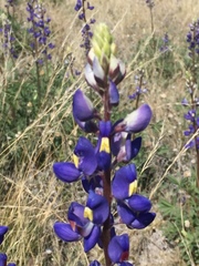 Lupinus havardii