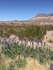 Lupinus havardii
