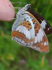 Limenitis sydyi