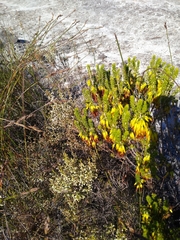 Erica coccinea