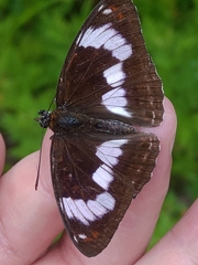 Limenitis sydyi