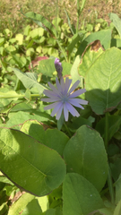 Lactuca perennis