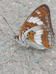 Limenitis sydyi