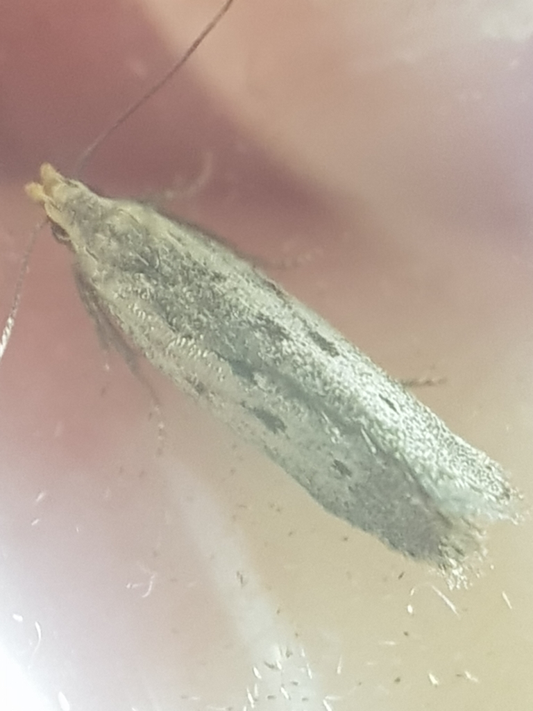 Monochroa tetragonella