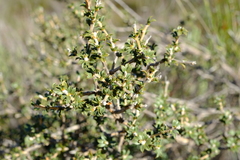 Aspalathus polycephala