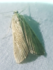 Parapoynx stratiotata