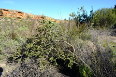 Aspalathus polycephala