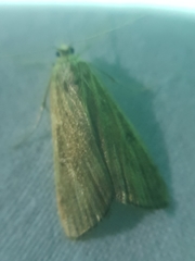 Parapoynx stratiotata