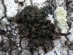 Leptogium brebissonii