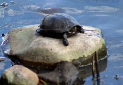 Kinosternon hirtipes