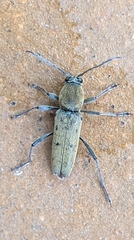 Chlorophorus glabromaculatus glaucus