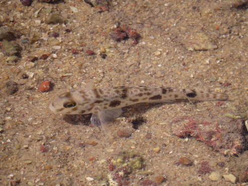 Yongeichthys nebulosus