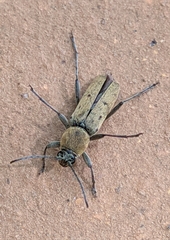 Chlorophorus glabromaculatus glaucus