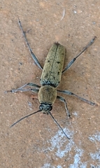 Chlorophorus glabromaculatus glaucus