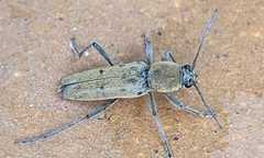 Chlorophorus glabromaculatus glaucus