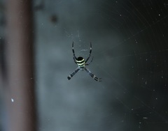 Argiope amoena