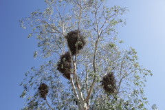 Bubalornis niger niger