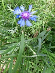 Centaurea cyanus