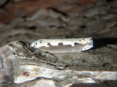 Ethmia bipunctella