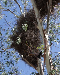 Bubalornis niger niger