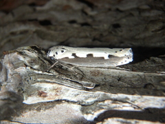 Ethmia bipunctella