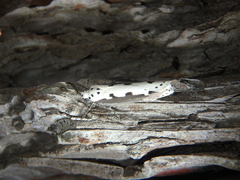 Ethmia bipunctella