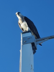 Pandion haliaetus