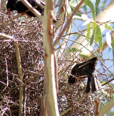 Bubalornis niger niger