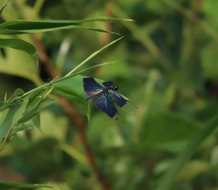 Rhyothemis fuliginosa