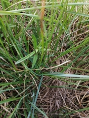 Gentiana pneumonanthe